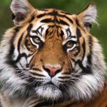 عکس‌های bibni