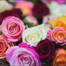 عکس‌های S65z21