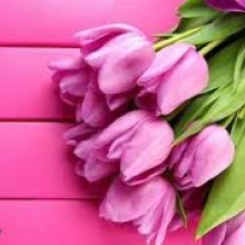 عکس‌های وکیلی