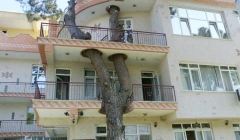 یازده ساختمانسازی هوشمندانه که بخاطرشان درختی قطع نشد! یازده ساختمانسازی هوشمندانه که بخاطرشان درختی قطع نشد!