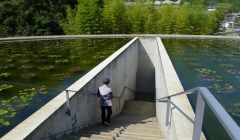 معبد آب-تادائو آندو(پروژه17)