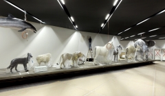 موزه تاریخ نظامی-دنیل لیبسکیند(پروژه17)