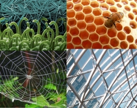 معماری بایونیک