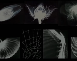 یادگیری از طبیعت - معماری بایونیک 