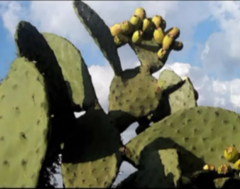 معماری بایونیک 