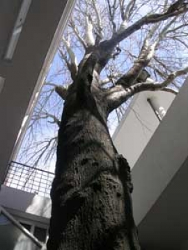 خانه  CURUTCHET